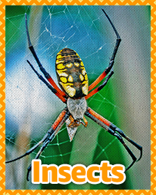 Insects