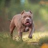 American Bully Diamond Painting