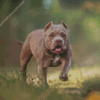 American Bully Diamond Painting