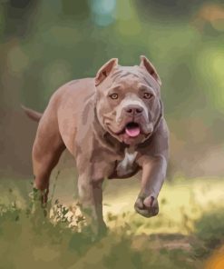 American Bully Diamond Painting