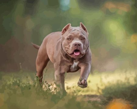 American Bully Diamond Painting