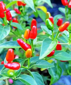 Close Up Pequin Pepper Plant Diamond Painting