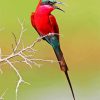 Colorful Southern Carmine Bee Eater Diamond Painting