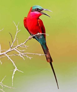 Colorful Southern Carmine Bee Eater Diamond Painting