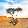 Dried Sahara Tree Diamond Painting