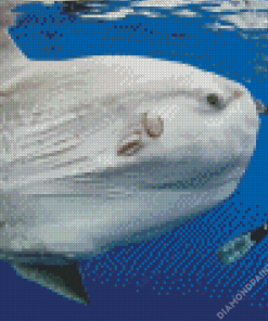 Giant White Fish Diamond Painting