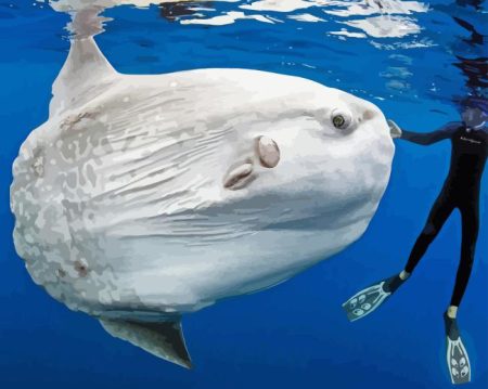 Giant White Fish Diamond Painting