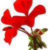 Red Geranium Flower Diamond Painting