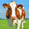 Red and White Holstein Diamond Painting