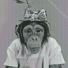 Black And White Monkey And Floral Hat Diamond Painting