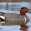 Green Winged Teal Bird Diamond Painting