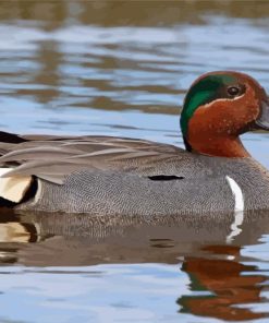 Green Winged Teal Bird Diamond Painting