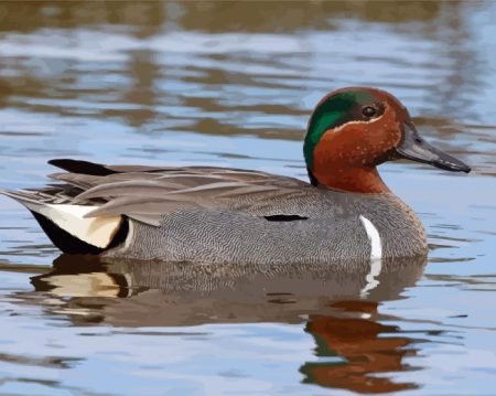 Green Winged Teal Bird Diamond Painting
