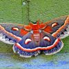 Moth butterfly Diamond Paintings