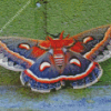 Moth butterfly Diamond Paintings