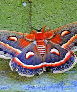 Moth butterfly Diamond Paintings