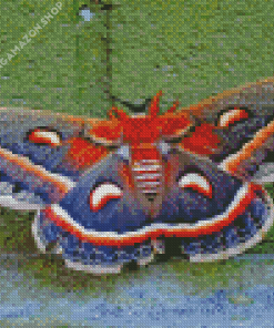 Moth butterfly Diamond Paintings