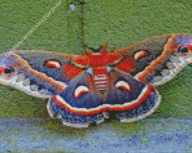 Moth butterfly Diamond Paintings