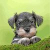 cute schnauzer Diamond Paintings