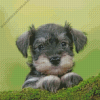 cute schnauzer Diamond Paintings