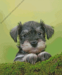 cute schnauzer Diamond Paintings