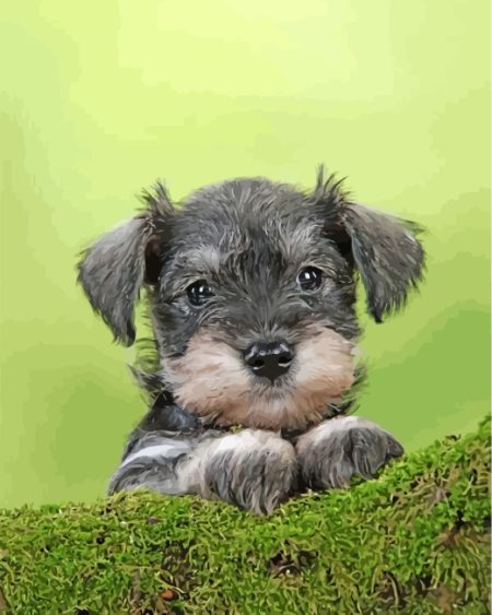cute schnauzer Diamond Paintings