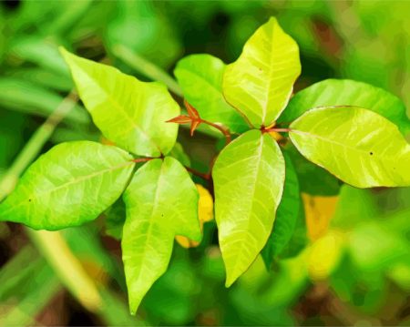 poison ivy leaves Diamond Paintings