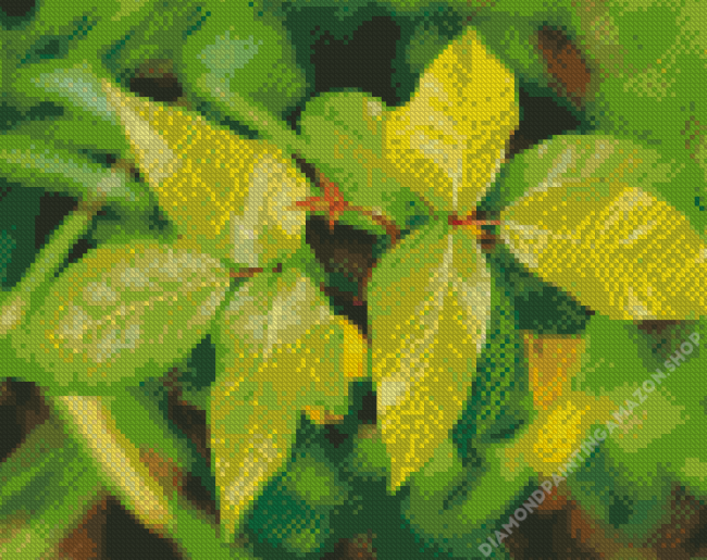 poison ivy leaves Diamond Paintings