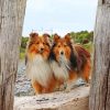 shelties dogs Diamond Paintings