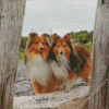 shelties dogs Diamond Paintings