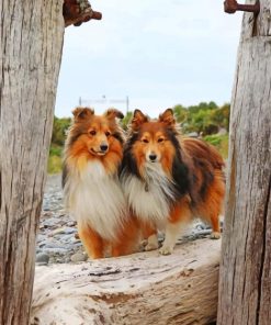 shelties dogs Diamond Paintings