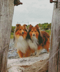 shelties dogs Diamond Paintings