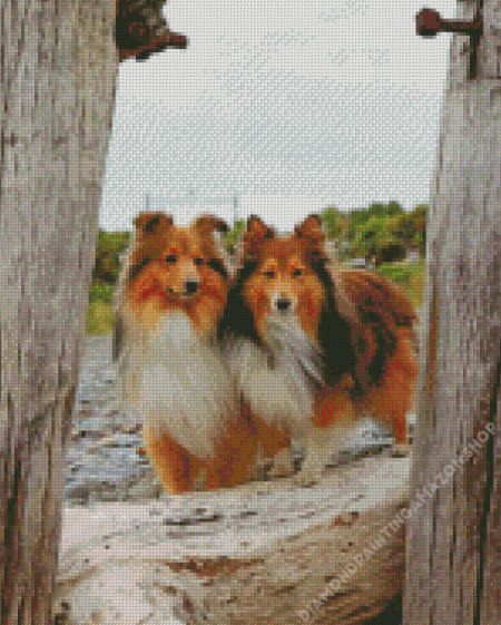 shelties dogs Diamond Paintings