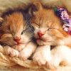 sleeping kittens Diamond Paintings