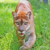 wild florida panther Diamond Dotz