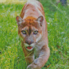 wild florida panther Diamond Dotz