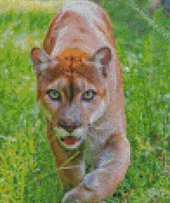 wild florida panther Diamond Dotz