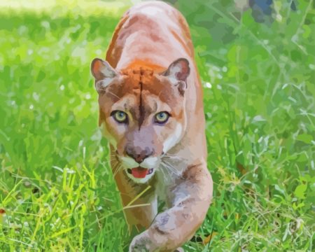 wild florida panther Diamond Dotz