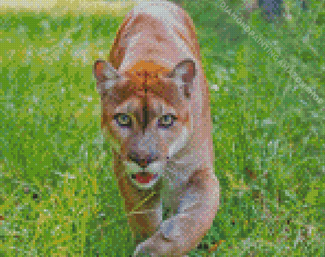 wild florida panther Diamond Dotz