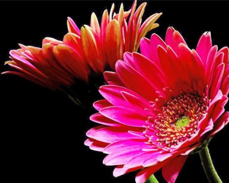 Aesthetic Floral With Black Background Diamond Painting