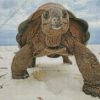 Aldabra Tortoise Diamond Painting