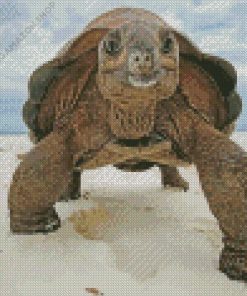 Aldabra Tortoise Diamond Painting