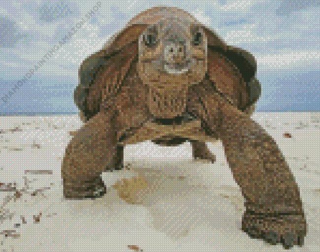 Aldabra Tortoise Diamond Painting