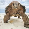 Aldabra Tortoise Diamond Painting