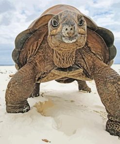 Aldabra Tortoise Diamond Painting