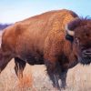 American Bison Animal Diamond Painting