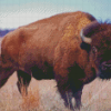 American Bison Animal Diamond Painting