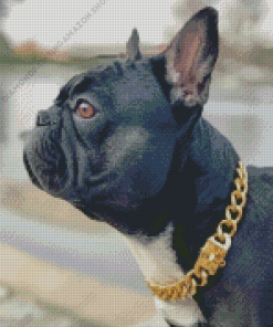 Black French Bulldog With Collar Diamond Painting