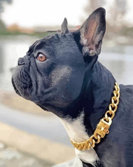Black French Bulldog With Collar Diamond Painting