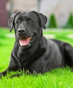 Black Labrador Diamond Painting